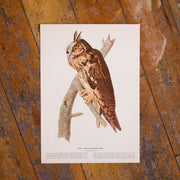 Mystery Antique Audubon Bird Prints