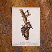 Mystery Antique Audubon Bird Prints