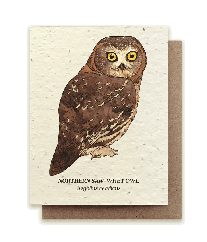 Northern Saw-Whet Owl Plantable Wildflower Seed Card