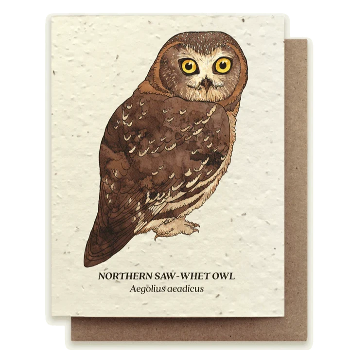 norther saw whet owl greeting card plantable 